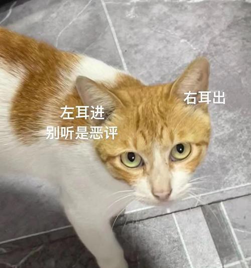 幼猫拒绝猫粮，强行喂食无效怎么办？