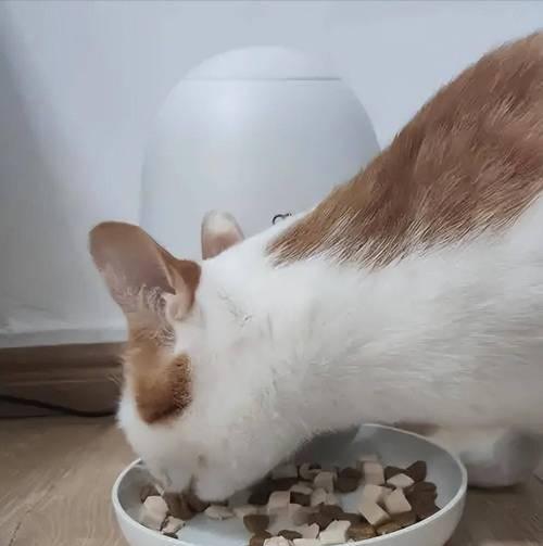 猫咪食用后吐出的猫粮颜色异常怎么办？