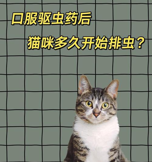 猫吃完体内驱虫药后多久可以吃粮食？有没有特别的注意事项？