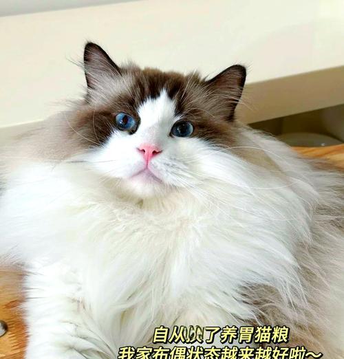 换粮后猫大便不成形很软怎么回事？这是什么原因导致的？