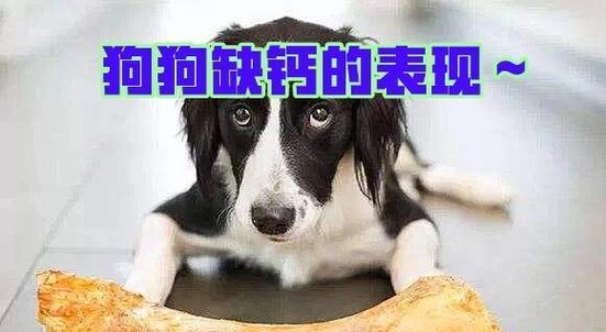 狗狗食欲不振怎么办？