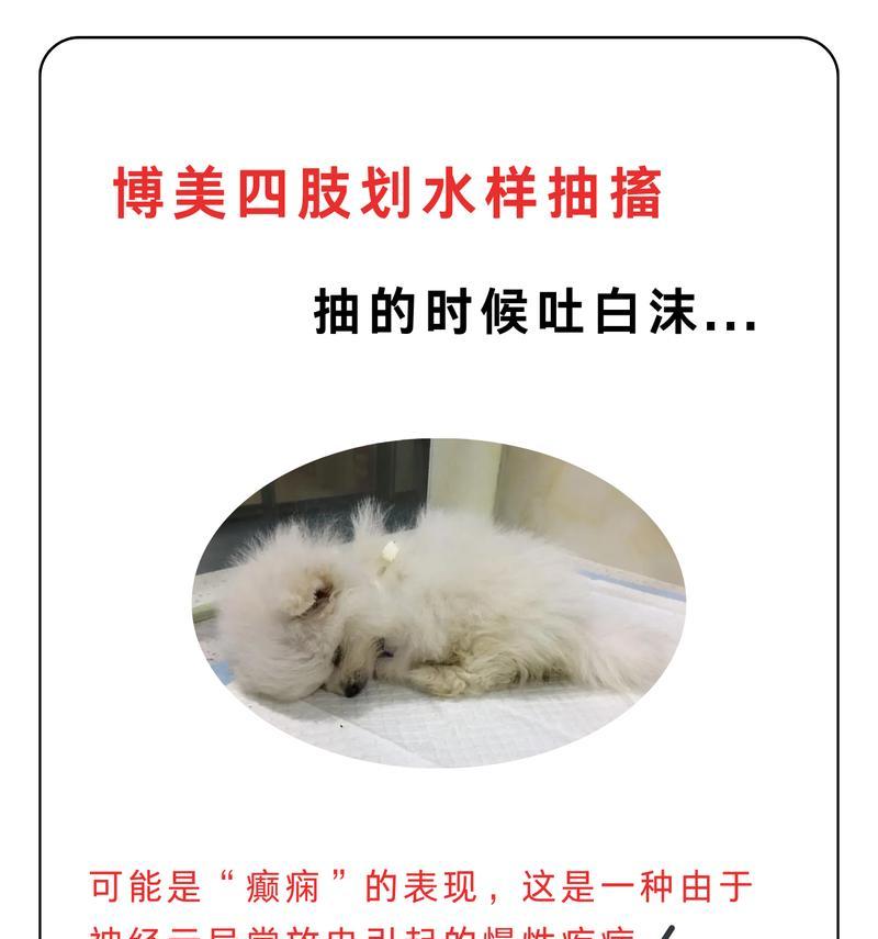 博美犬腹泻呕吐应如何治疗，吃什么药？