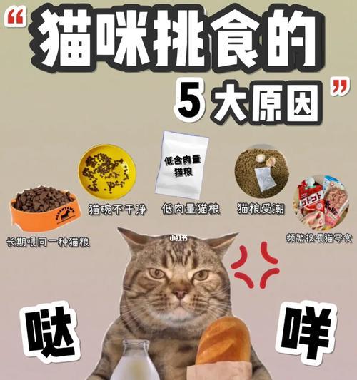 猫粮有异味怎么办？可能是哪些原因造成的？