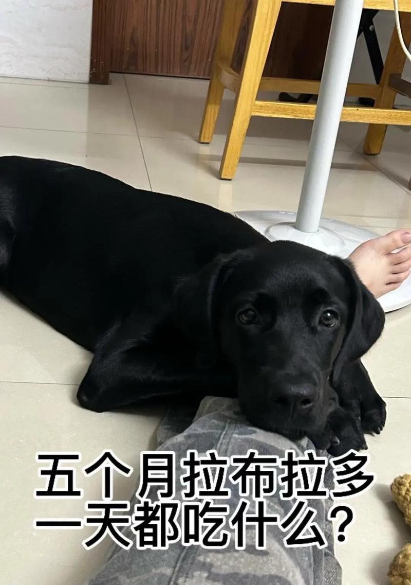 两个月拉布拉多乱咬怎么办？需要吃什么药？