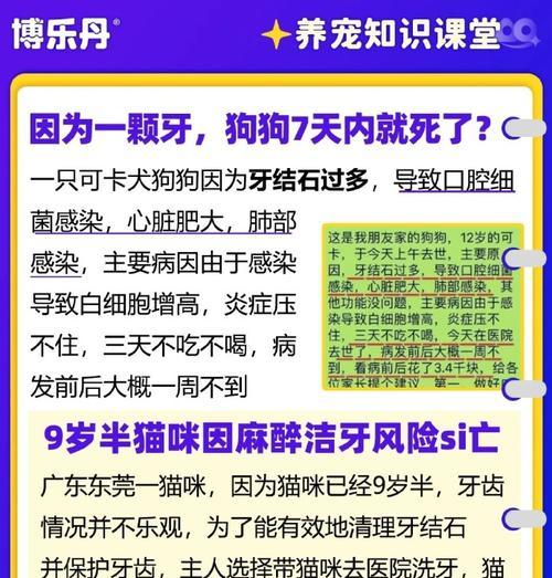 八个月狗狗牙齿细菌如何处理？预防措施是什么？