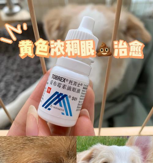 比熊眼屎粘稠怎么办？推荐哪种药膏？