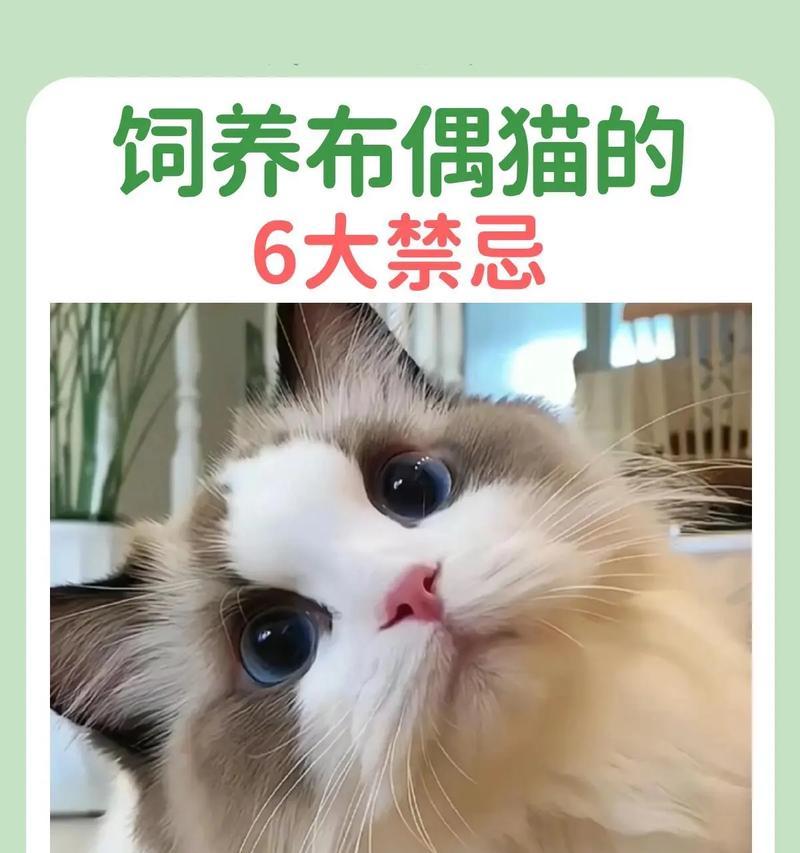 布偶猫心肌肥厚怎么办？有哪些治疗方法？