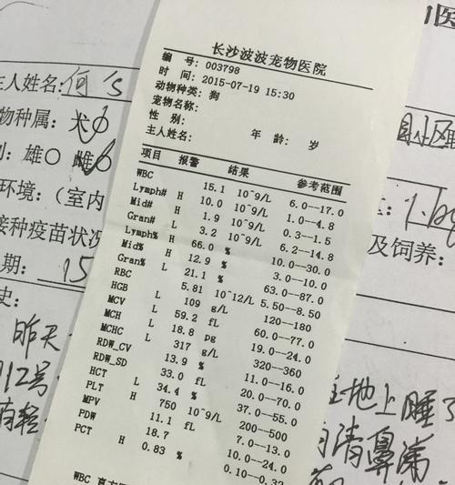 吉娃娃肚脐硬疙瘩正常吗？需要看兽医吗？