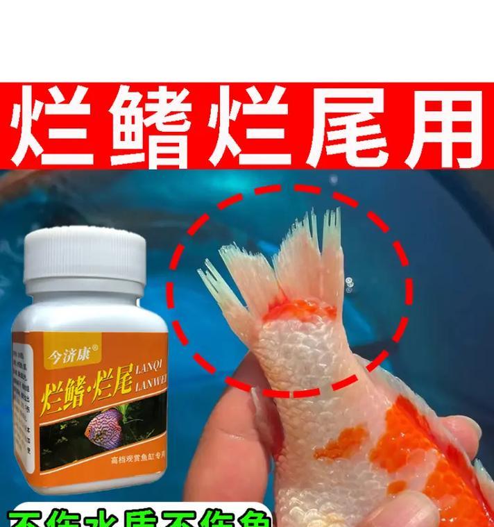 鱼烂尾掉鳞片应如何治疗？