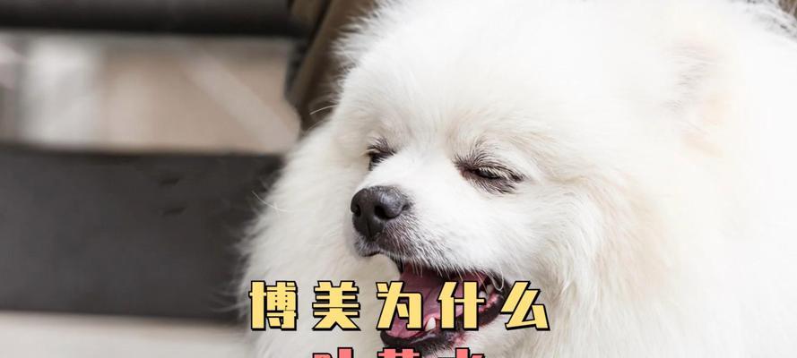 博美犬腹泻呕吐应如何处理？