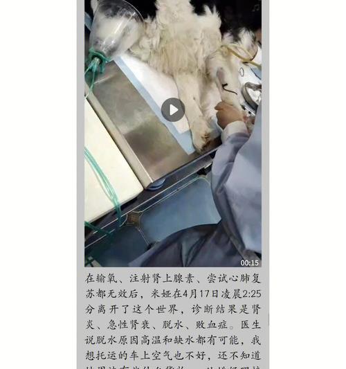 宠物托运死亡怎么办？如何处理？