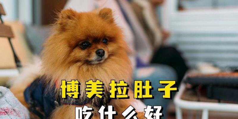 博美犬拉肚子呕吐怎么办？适合的食物和治疗方法是什么？