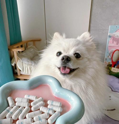 博美犬拉肚子呕吐怎么办？适合的食物和治疗方法是什么？