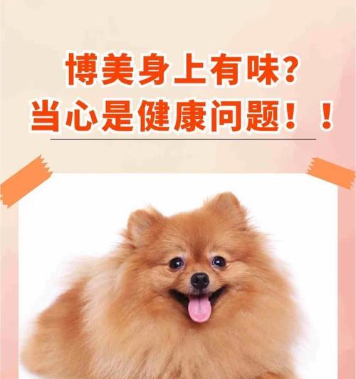 博美犬干便和口吐白沫怎么办？可能的原因及解决方法是什么？