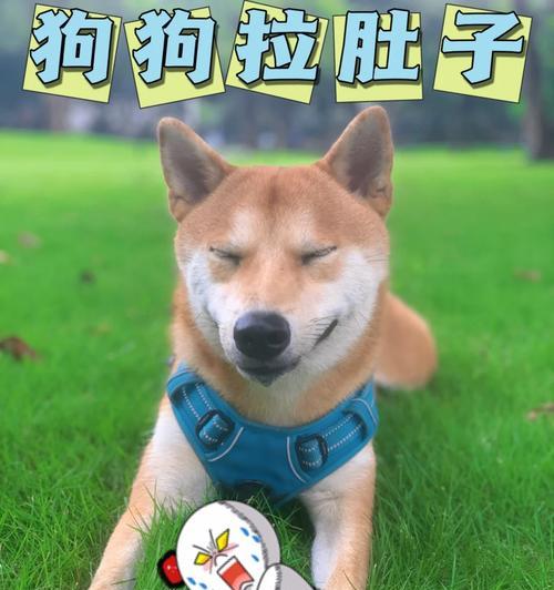 博美犬吐白沫拉稀很臭怎么办？有哪些小妙招？