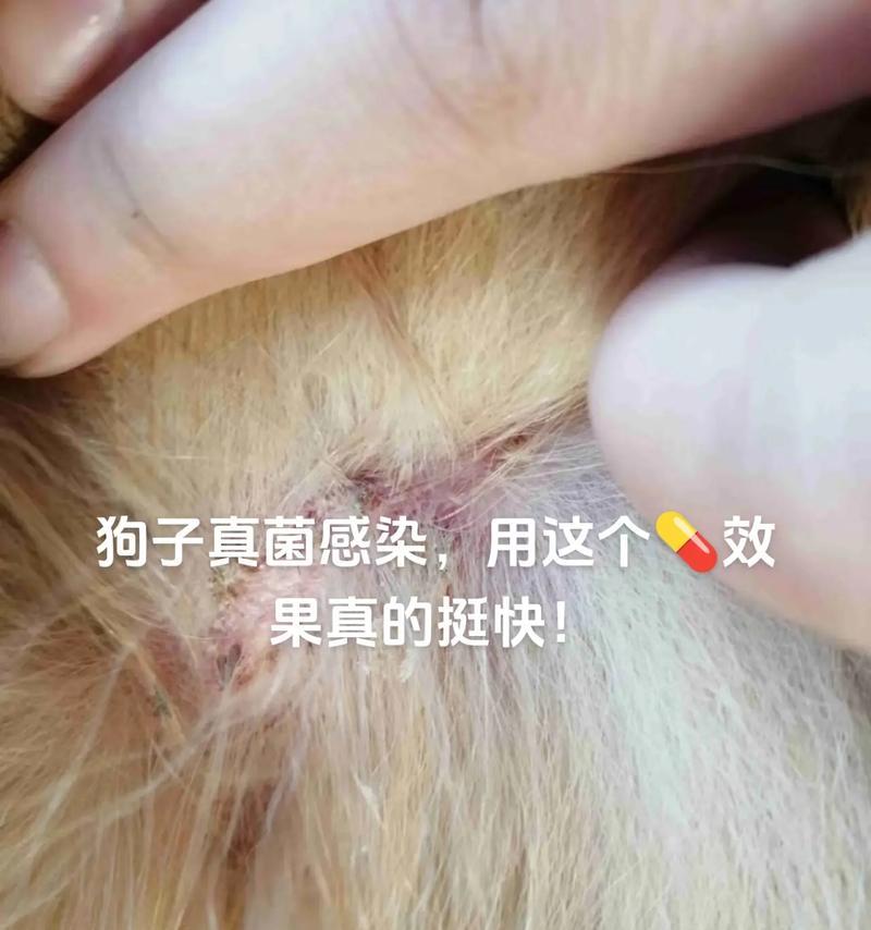 宠物狗真菌感染严重吗？有哪些有效的治疗方法？