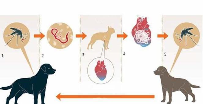 宠物狗体内寄生虫会传染给人吗？如何预防和处理？