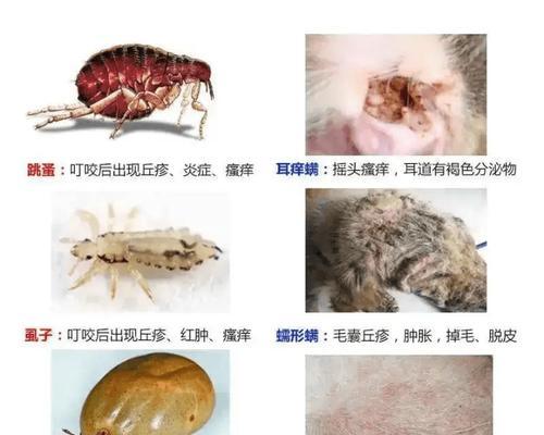 宠物狗体内寄生虫会传染给人吗？如何预防和处理？