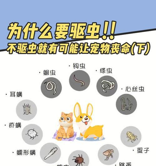 宠物狗寄生虫会传染给人吗？如何预防？