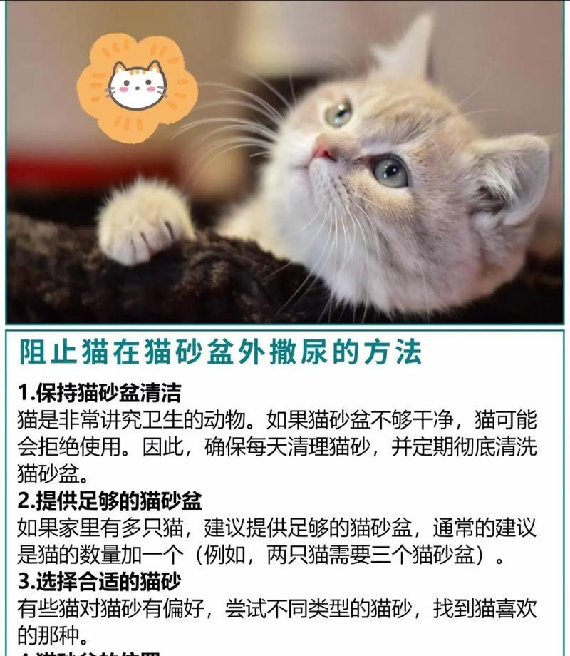 猫咪不在猫砂盆内排泄，如何纠正？