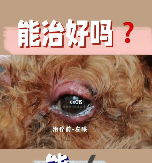 吉娃娃眼皮肿是有螨虫了吗怎么办？如何进行家庭治疗？