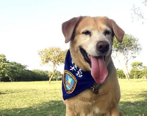 拉布拉多幼犬乱咬行为如何纠正？