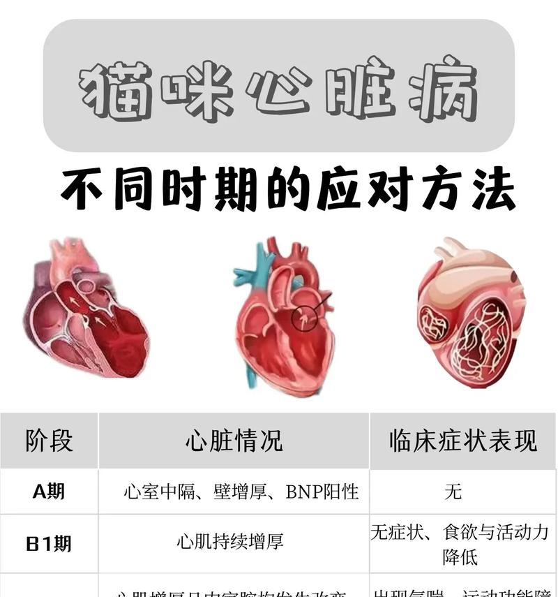 布偶猫心脏病初期有哪些症状？应如何应对？