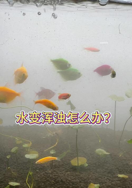 鱼缸水浑浊放药对鱼有影响吗？如何正确处理？