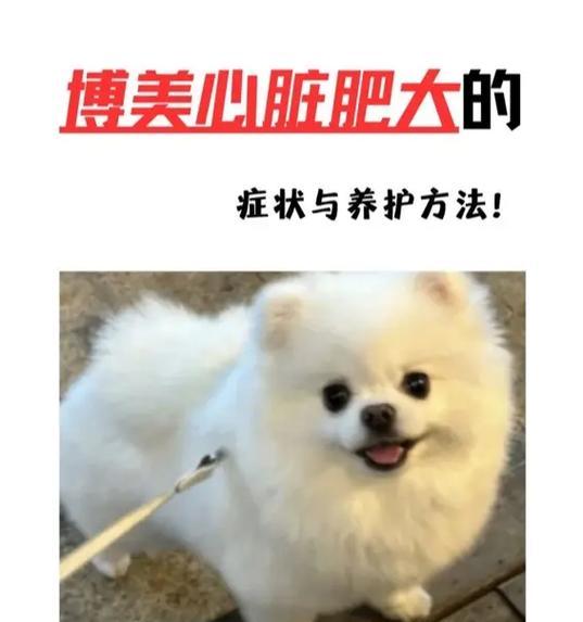 博美犬腹泻呕吐应吃什么？如何快速止泻？