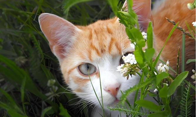 宠物猫误食线材能排出吗？小孩误食线材咋办？