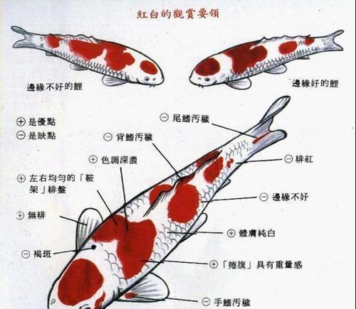 新锦鲤攻击原锦鲤怎么处理？