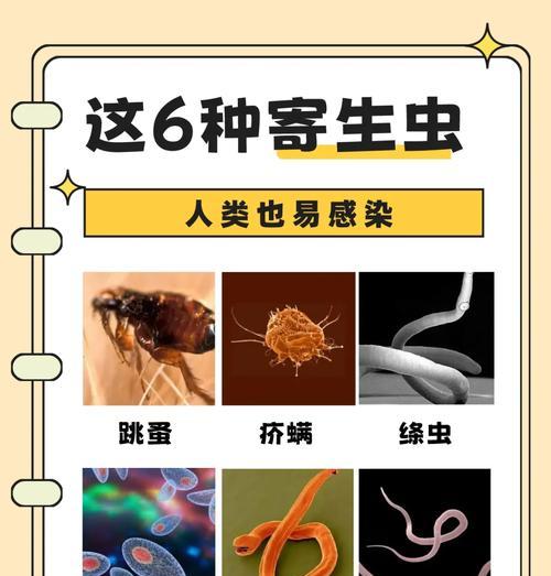 宠物寄生虫传给人怎么预防和处理呢？