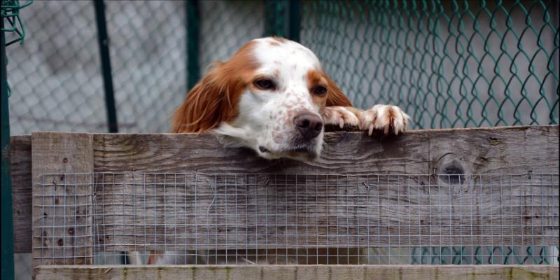 博美犬拉稀并吐白沫，紧急处理方法有哪些？