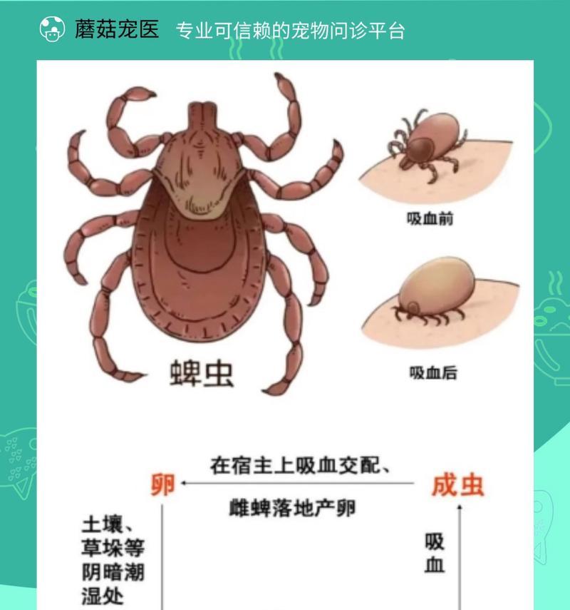 宠物狗寄生虫传染到人眼怎么办？怎么彻底清除？