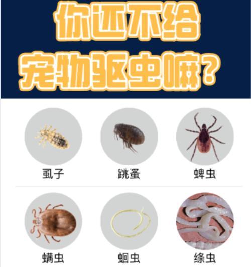 宠物狗会有虱子吗？怎么有效预防和治疗？