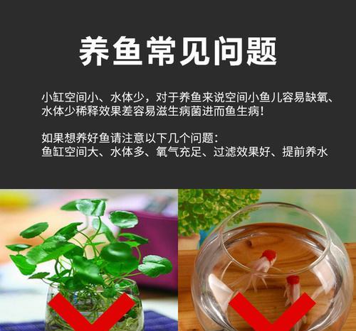 锦鲤鱼尾透明水泡出现的原因及处理方法有哪些？