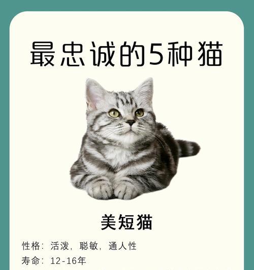 宠物猫互相攻击怎么办？怎么防止猫咬猫？