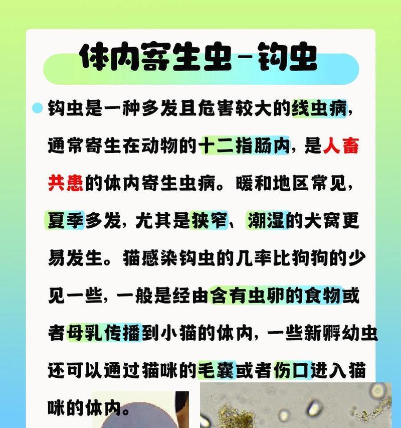 宠物狗体内寄生虫会传染给人吗？怎么预防和处理？