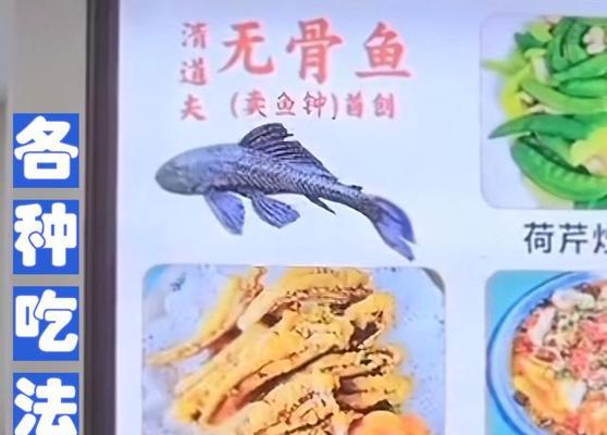 清道夫啥也不吃怎么办？怎么刺激食欲？