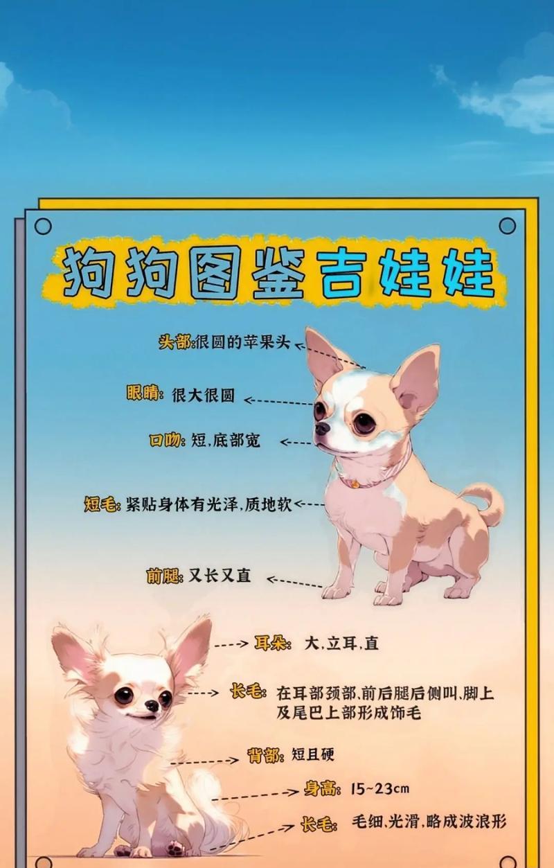 吉娃娃呼吸急促怎么办？可能的原因有什么？