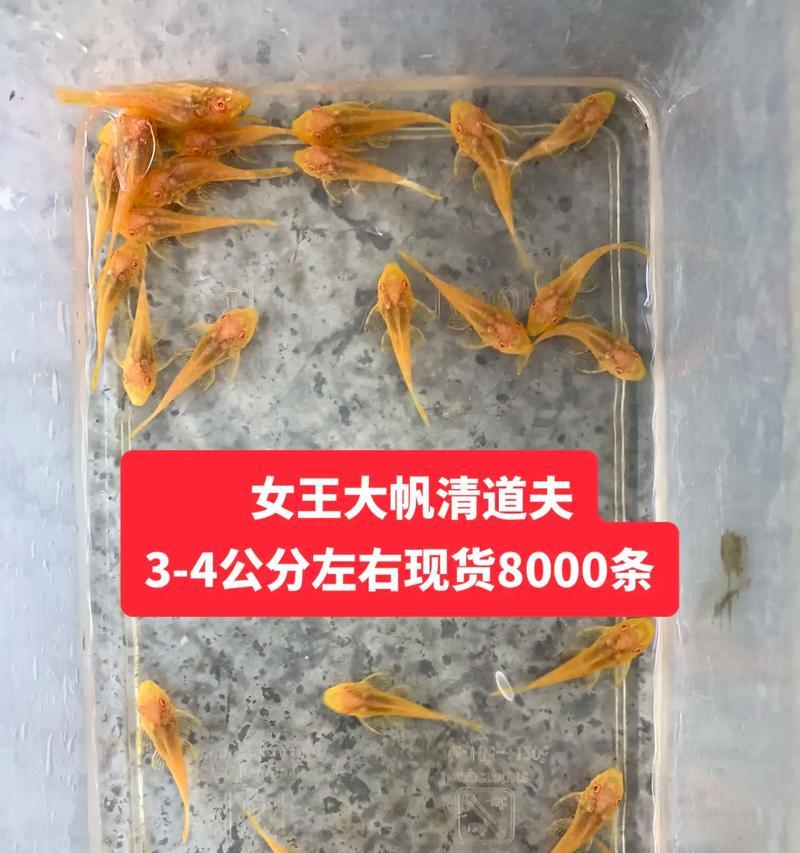 清道夫在鱼缸中大量繁殖怎么办？怎么控制数量？