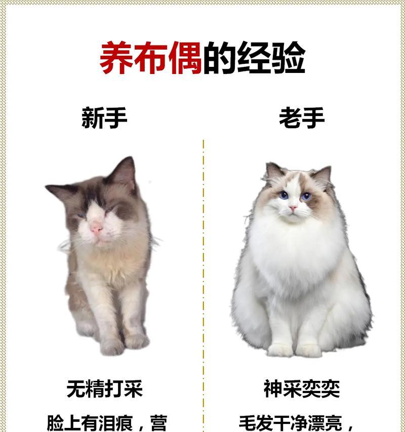 布偶猫心肌肥厚怎么办？有什么治疗方法？