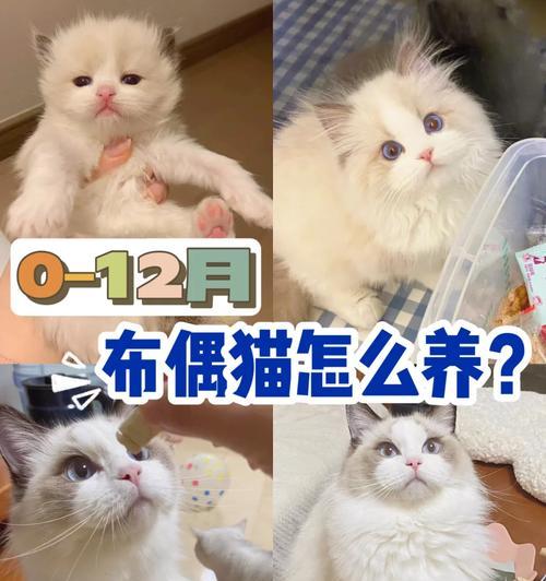 布偶猫心肌肥厚怎么办？有什么治疗方法？