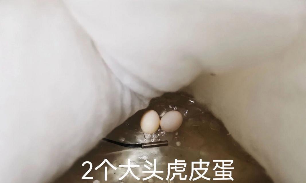 八哥蛋孵化无心跳应怎么处理？