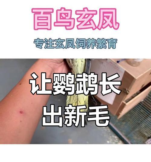 虎皮鹦鹉尾巴羽毛掉了怎么办？怎么促进羽毛生长？