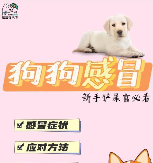 宠物狗感冒会传染给人吗？怎么治疗？