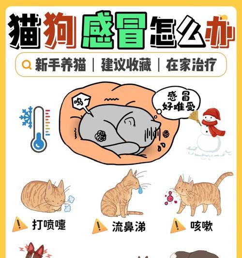 宠物狗感冒会传染给人吗？怎么治疗？