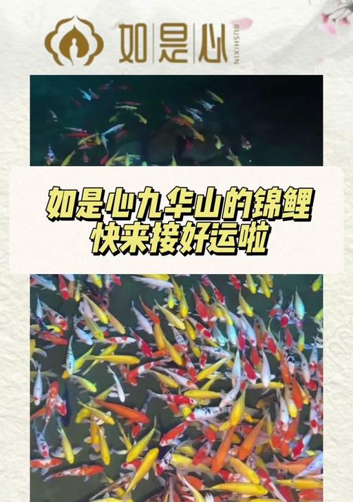 黄锦鲤咬白锦鲤了怎么办？怎么处理锦鲤之间的争斗？