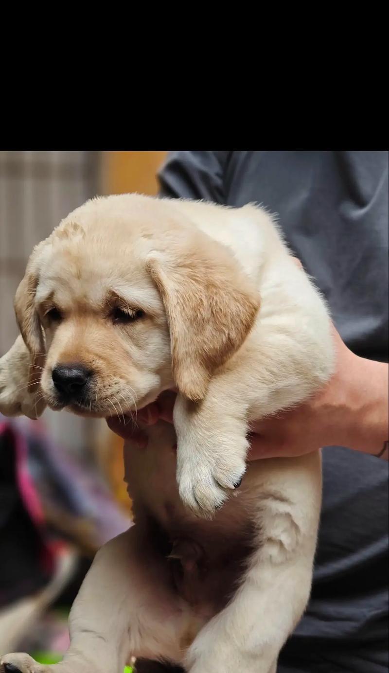 拉布拉多幼犬疫苗后不适怎么办？应对措施有什么？