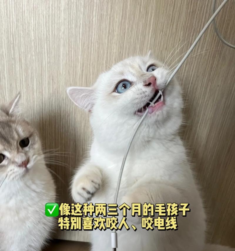 宠物猫互相攻击怎么办？怎么防止猫咬猫行为？